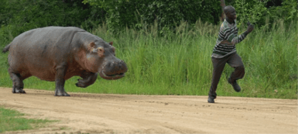 hippo